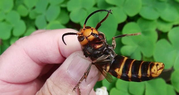 Ember reccomend Asian hornet habitat