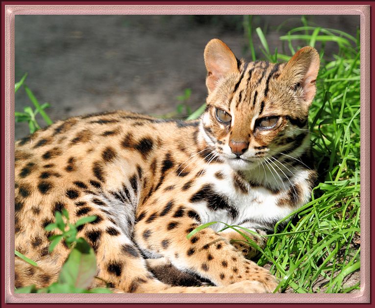 Sienna reccomend Asian leopards for sale