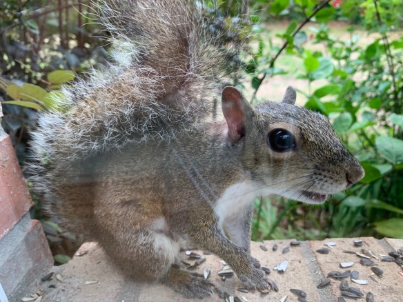 best of Adventures slut second saith squirrel life