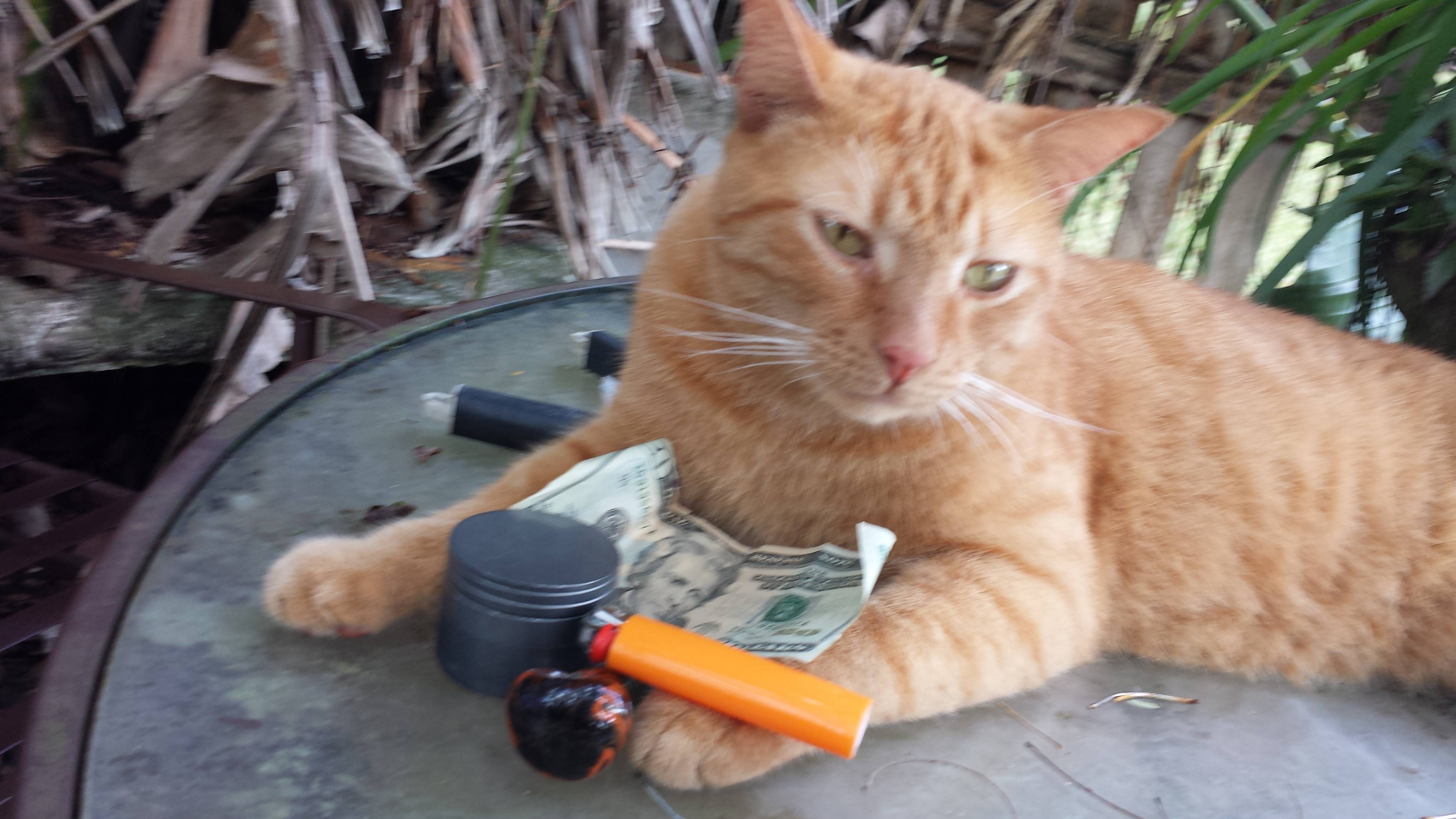 Chuckles reccomend pussy money weed