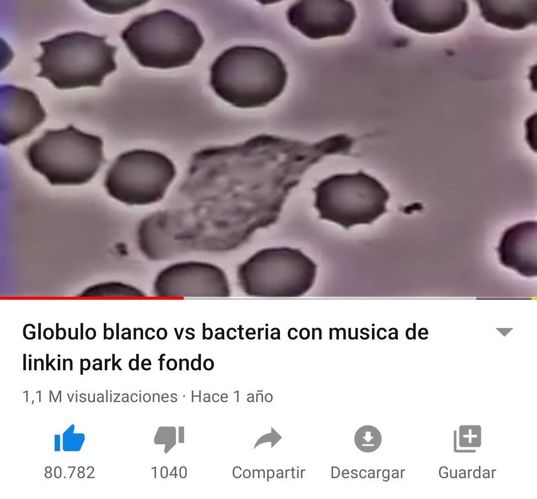 Globulo rojo bacteria musica linkin park