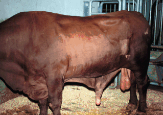 Fuse reccomend bull loses erection swingers club fail