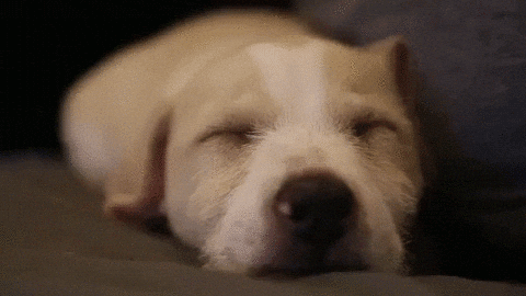 Sleepy doggo takes incredible nappy