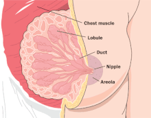 Winger reccomend unborn daughter triggers bladder release while